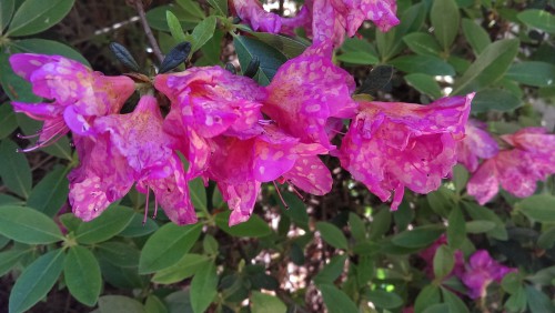 azalea ovulina petal blight 1