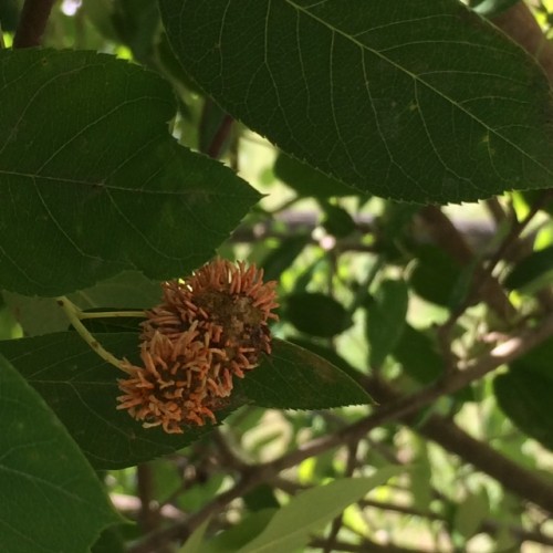 cedar hawthorn rust 2