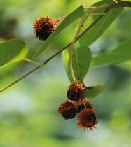 cedar hawthorn rust