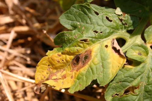 tomato early blight 1