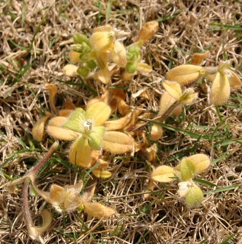 chickweed after organic  herbicide