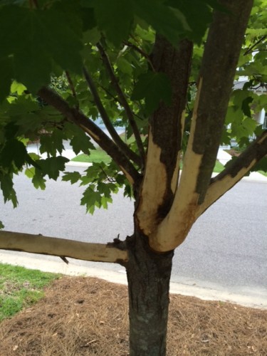 squirrel damage on maple 1