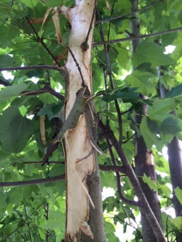 squirrel damage on maple 3