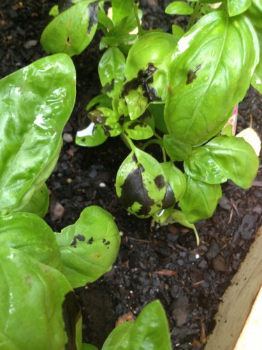 basil bacterial spot