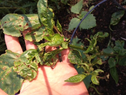 pepper bacterial leaf spot