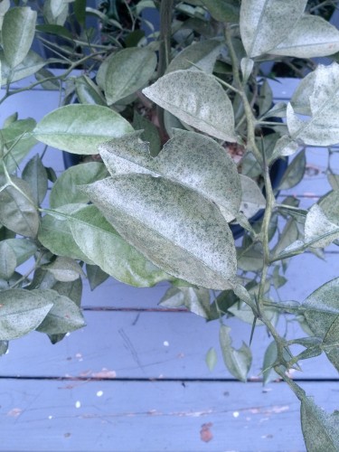 spider mites orange tree 1