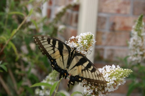 butterfly on flower 2