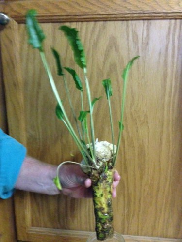 horseradish 1