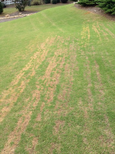 Lines in zoysia 2