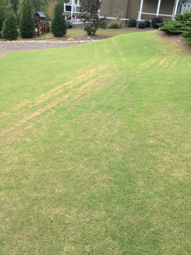 Lines in zoysia 1