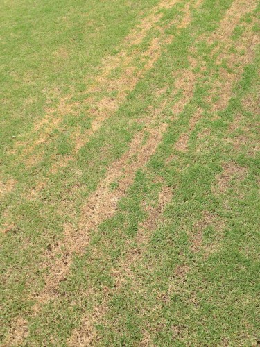 Lines in zoysia 3