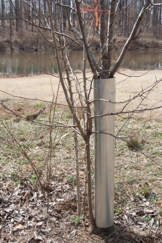 callery pear sprout 2