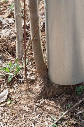 callery pear sprout 1