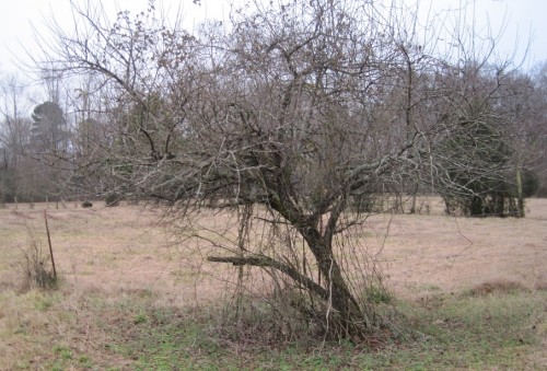 peach pruning 2