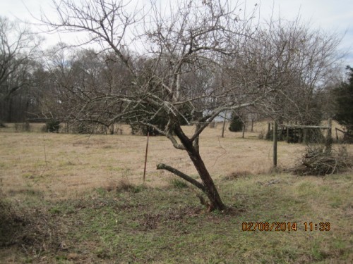 peach pruning 1