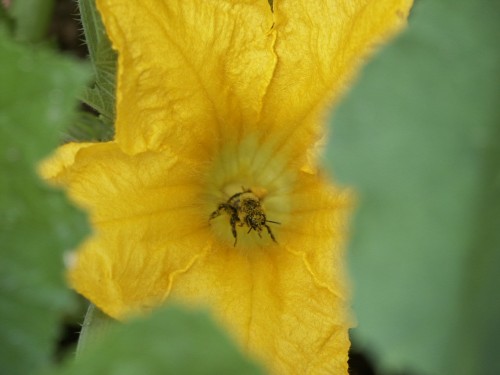 bee in squash pollen