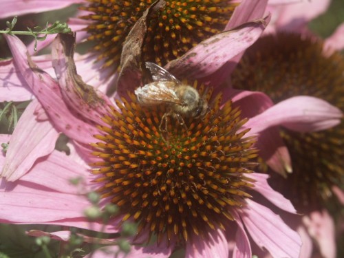 bee on coneflower 2