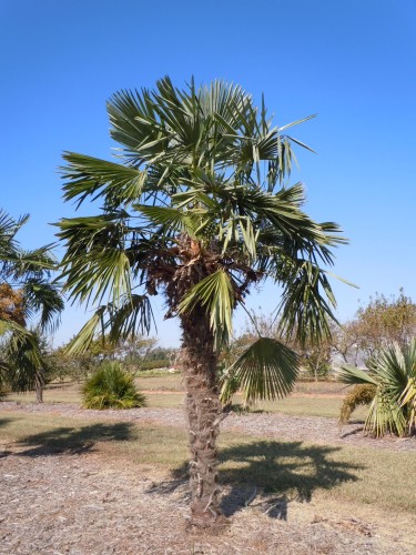 windmill palm (2)