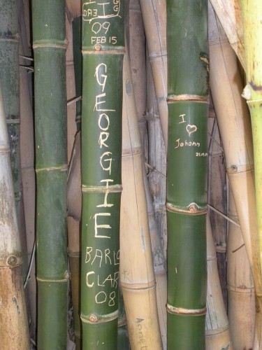 bamboo 1