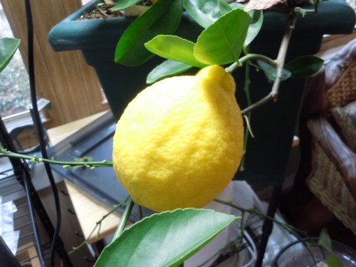 Meyer lemon