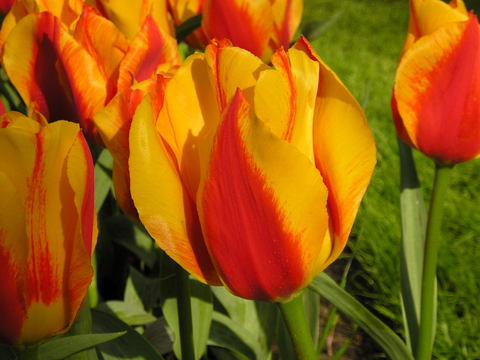 tulip