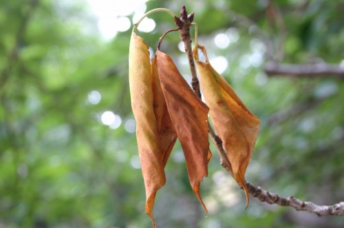 cherry dead leaves