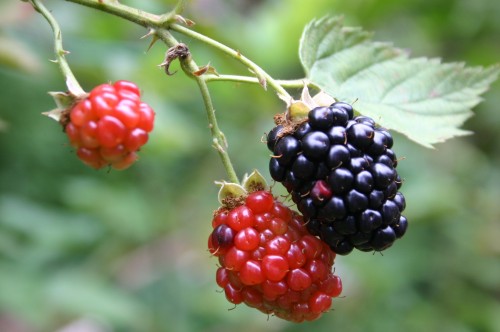 blackberry fruit