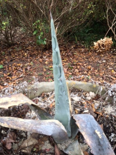 agave leaves Kelley Peace