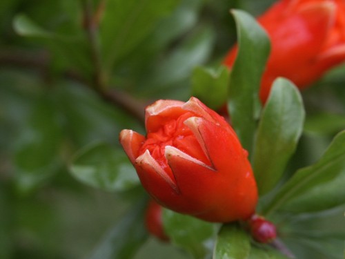 pomegranate flower 1