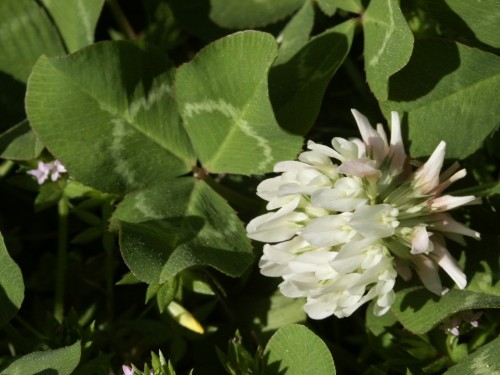 white clover flower