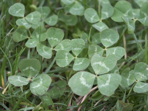 typical size white clover