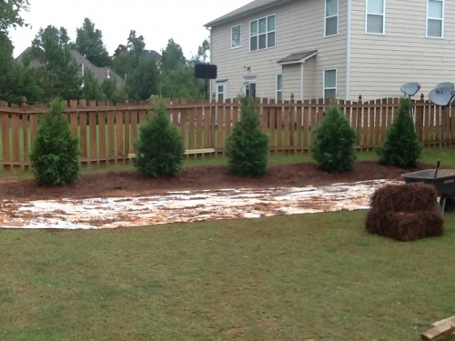 staggering these arborvitae would make a better screen