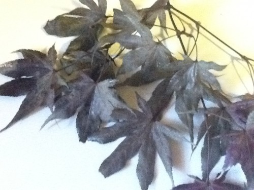 black maple leaves