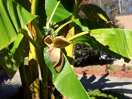 banana flower