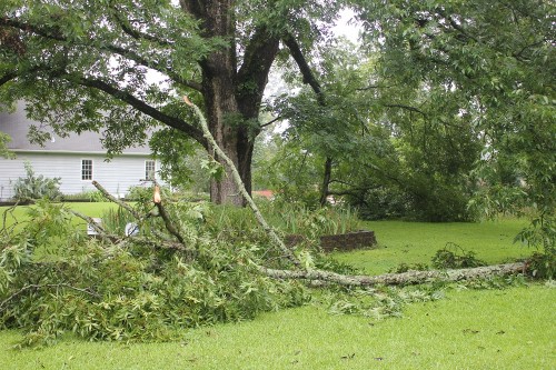 pecan limbs broken 1