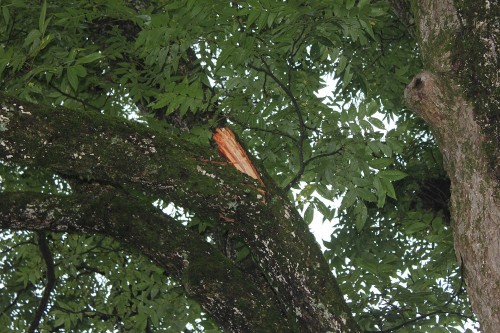 pecan limbs broken 2