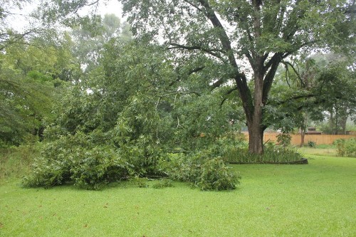 pecan limbs broken 3