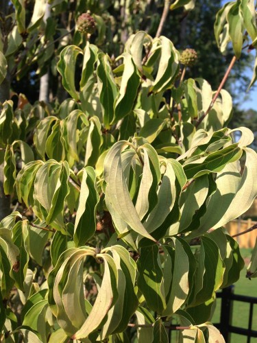 dogwood kousa Wolf Eye