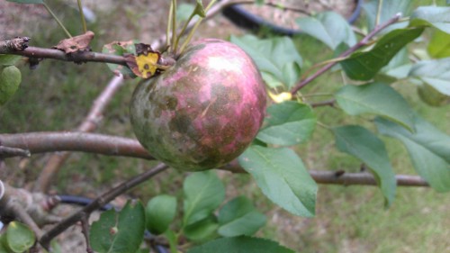 apple sooty blotch