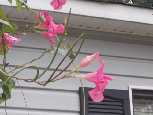 mandevilla seed pod