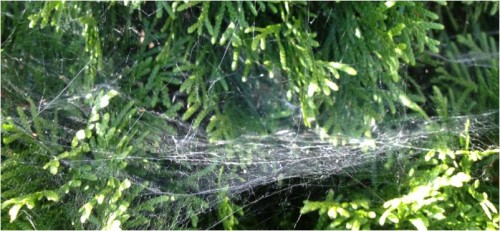 spider webs 4