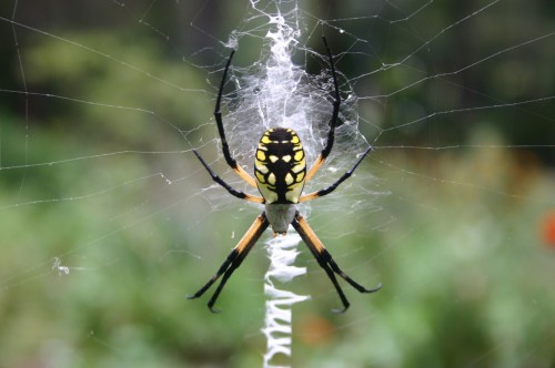 argiope 1