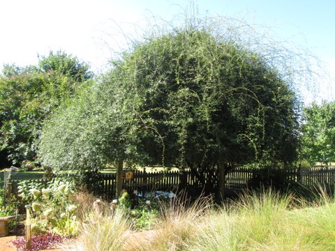 Arbor with Lady Banks September 2013