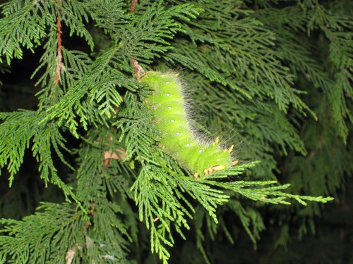 imperial moth caterpillar 2