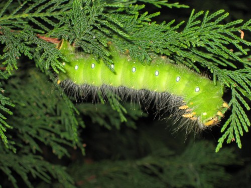 imperial moth caterpillar 1