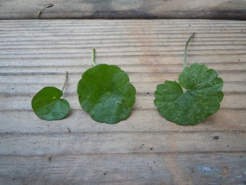 dichondra vs pennywort vs creeping Charlie