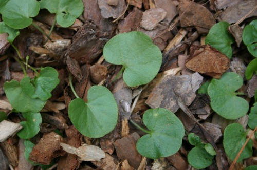 dichondra