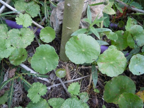 pennywort (dollarweed)