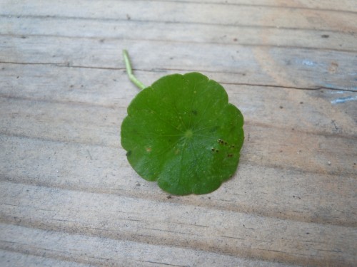 pennywort