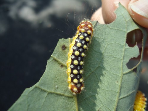 white flannel moth caterpillar